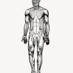 Human muscles clipart, drawing illustration