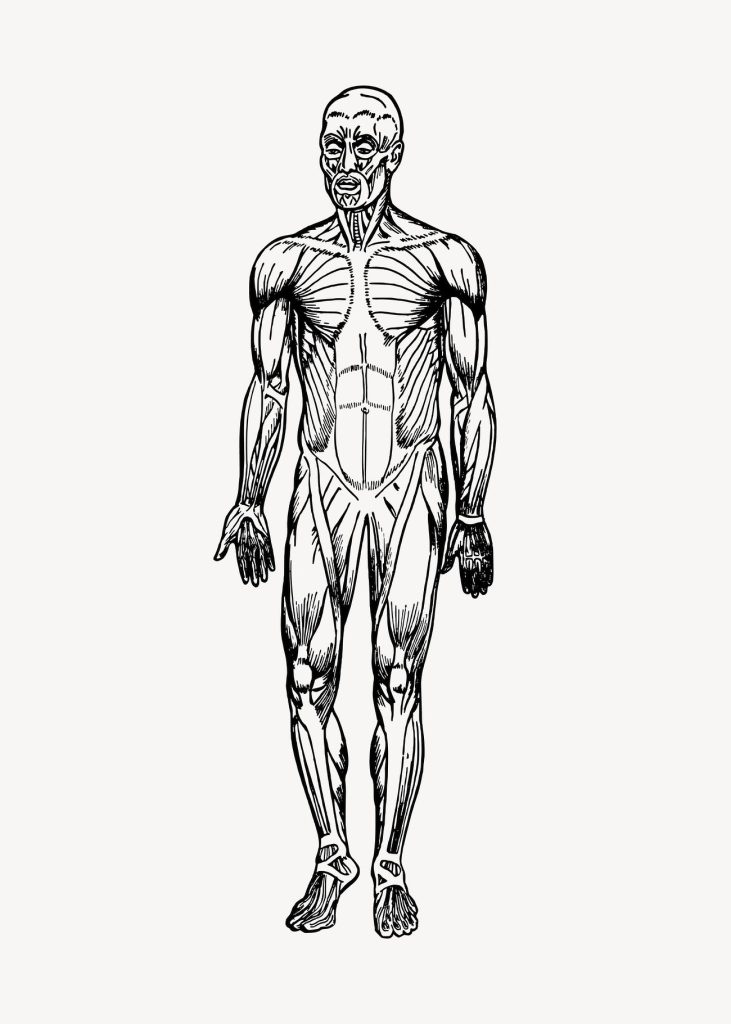 Human muscles clipart, drawing illustration